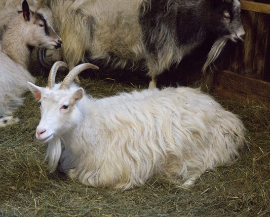 Icelandic Goat Project